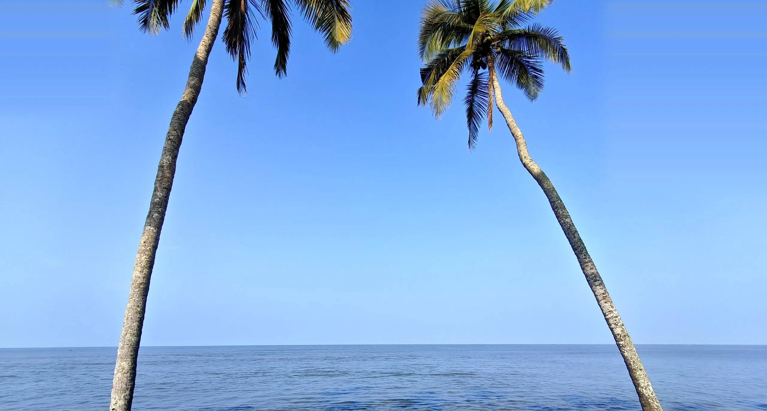 Two palm trees leaning in from either side of a calm sea under a clear blue sky